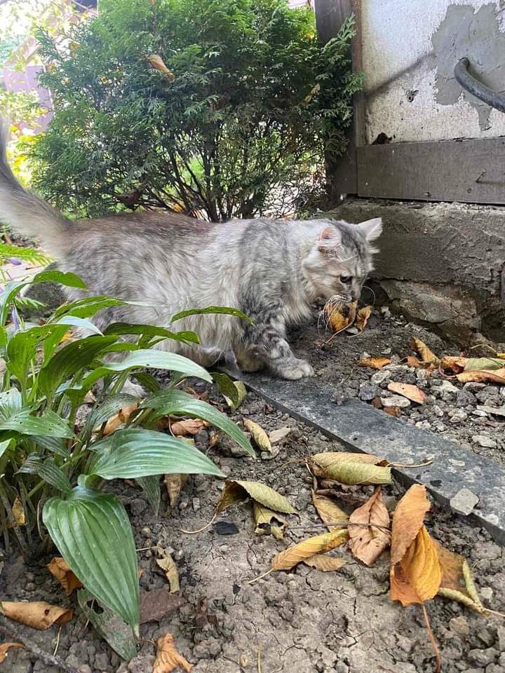 Шукає дім шикарний персидський котик