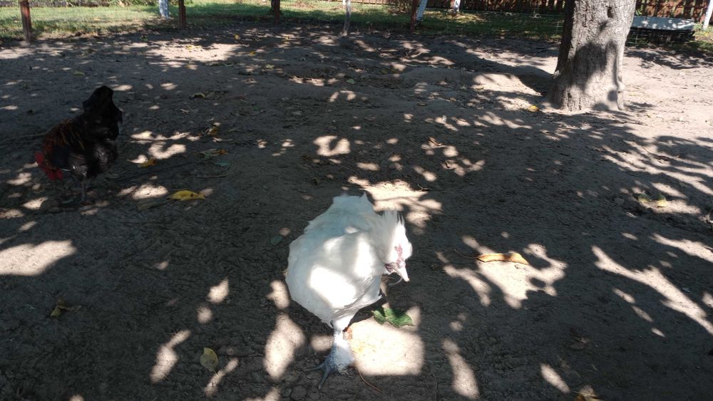 Sprzedam koguty kogutki zielononóżka i inne