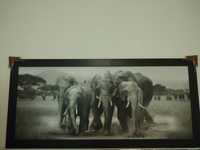 Obraz Słonie duży