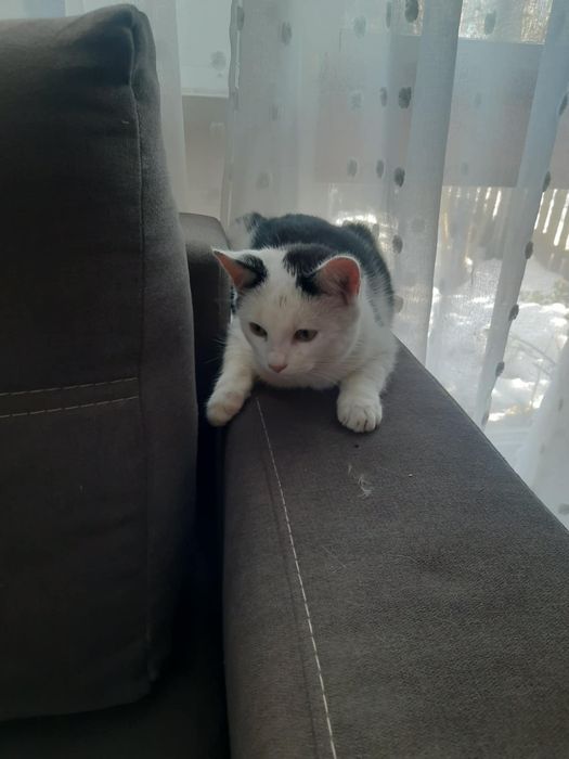 Młody Kotek czarno biały szuka domu