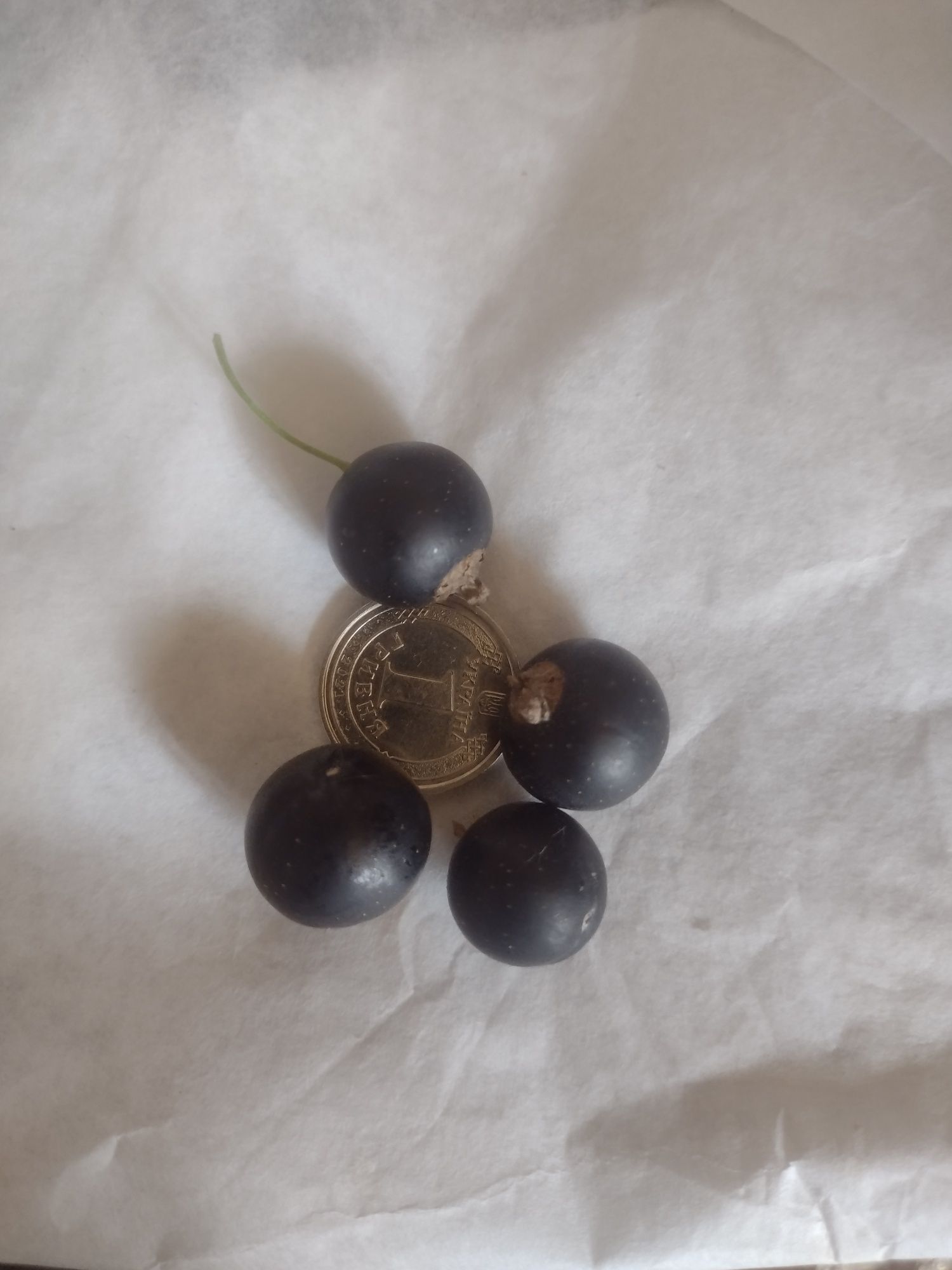 Продам саджанці .