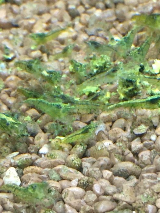 Krewetki green jade