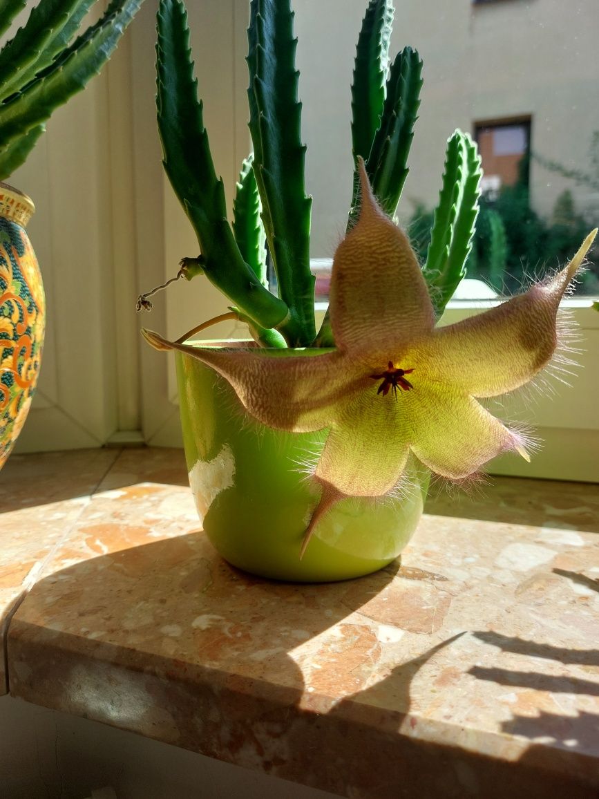 Stapelia, gwiazda szeryfa.