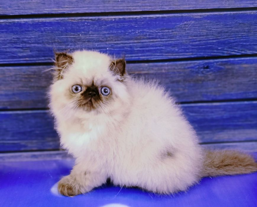 Персидский малыш