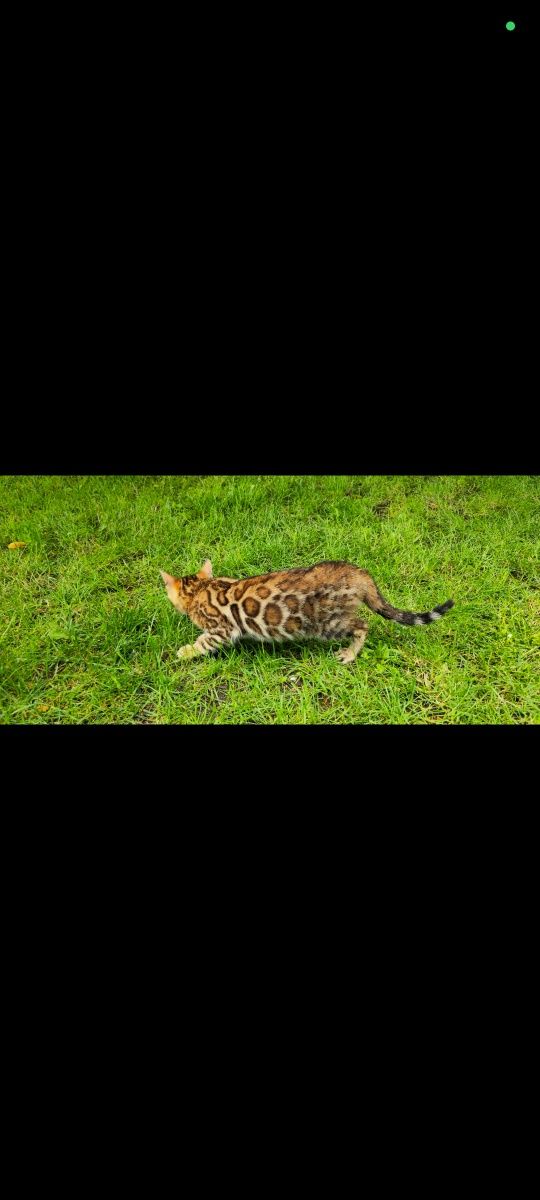 Bengalskie kociaki