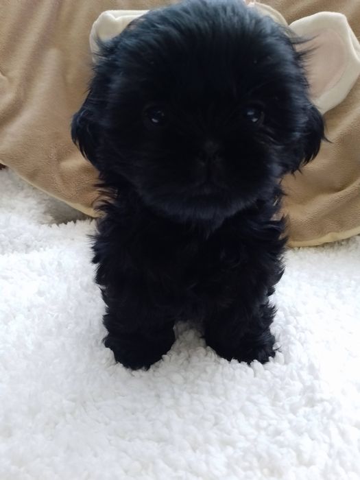 Czarny piesek Shih Tzu