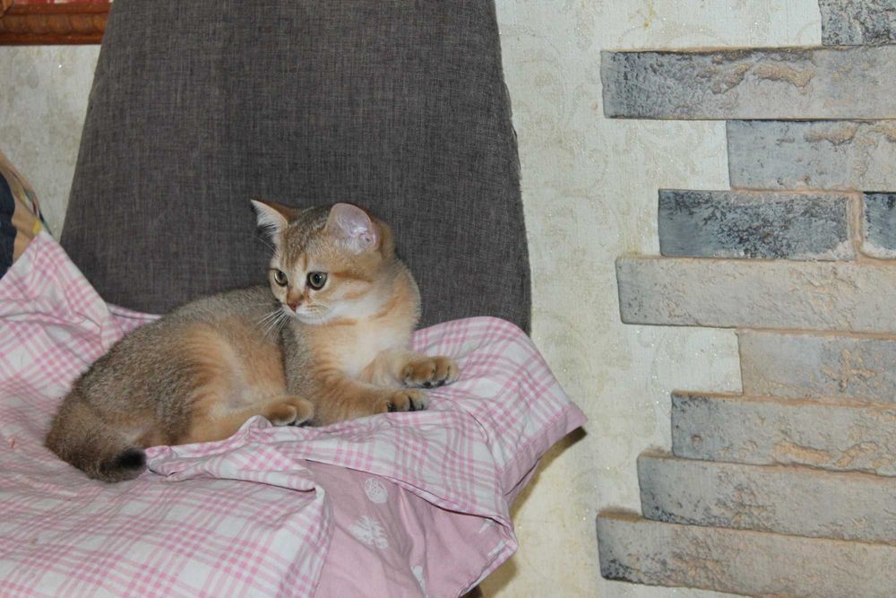 Акція вихідного дня Золоті шотландські котики