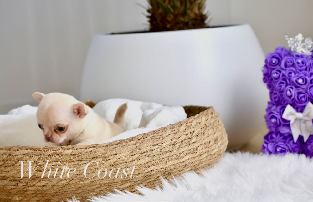 Cudny prześliczny piesek chihuahua xxs