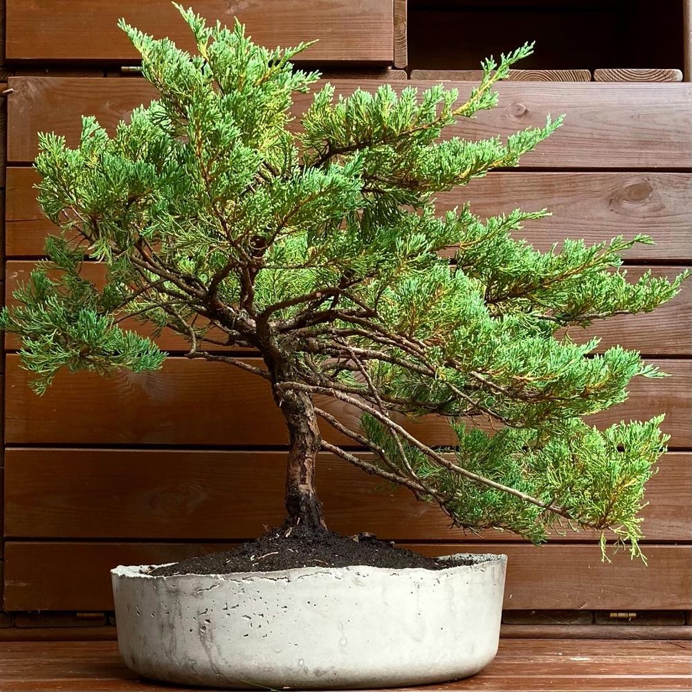 Dekoracyjne ogrodowe bonsai jałowiec w recznie wyk. donicy z betonu
