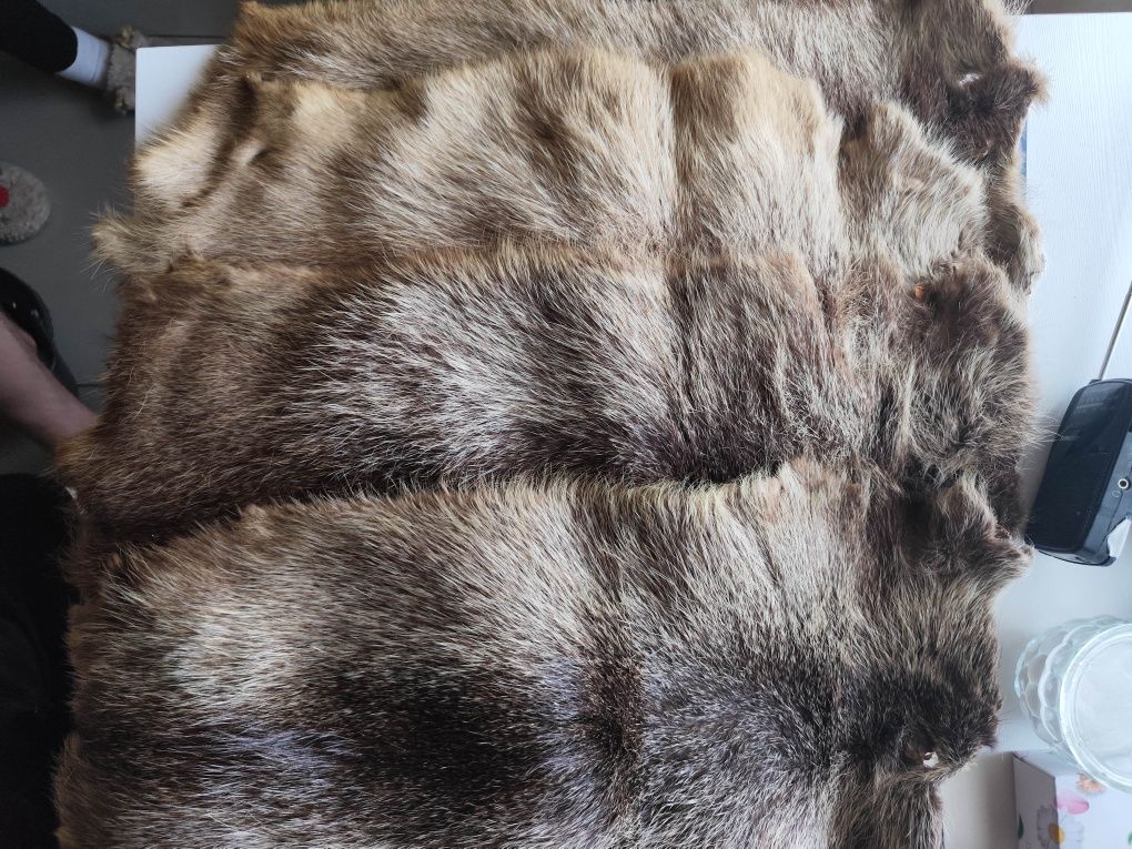 Zestaw skór wyprawionych naturalnych z nutrii. Sztuk 4.