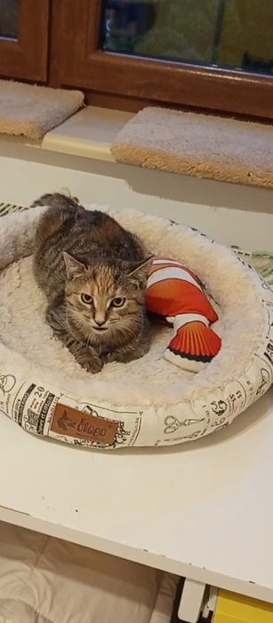 3 miesięczna kotka szuka domu niewychodzącego