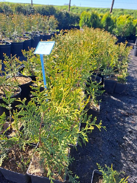 Tuja thuja brabant 25-40 cm ukorzeniona na żywopłot doniczka p9