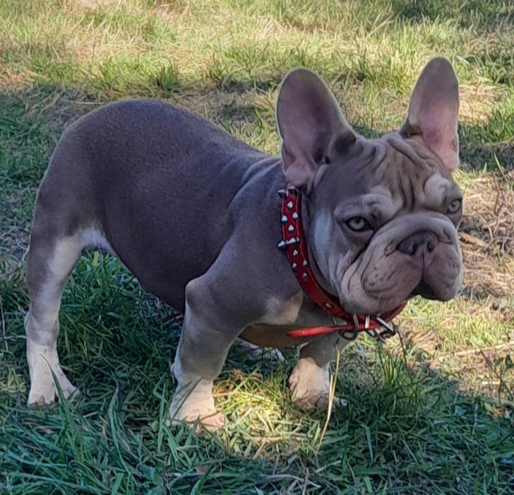 Биг роп Ньюшейд роджо тан масклесс носитель флаффи