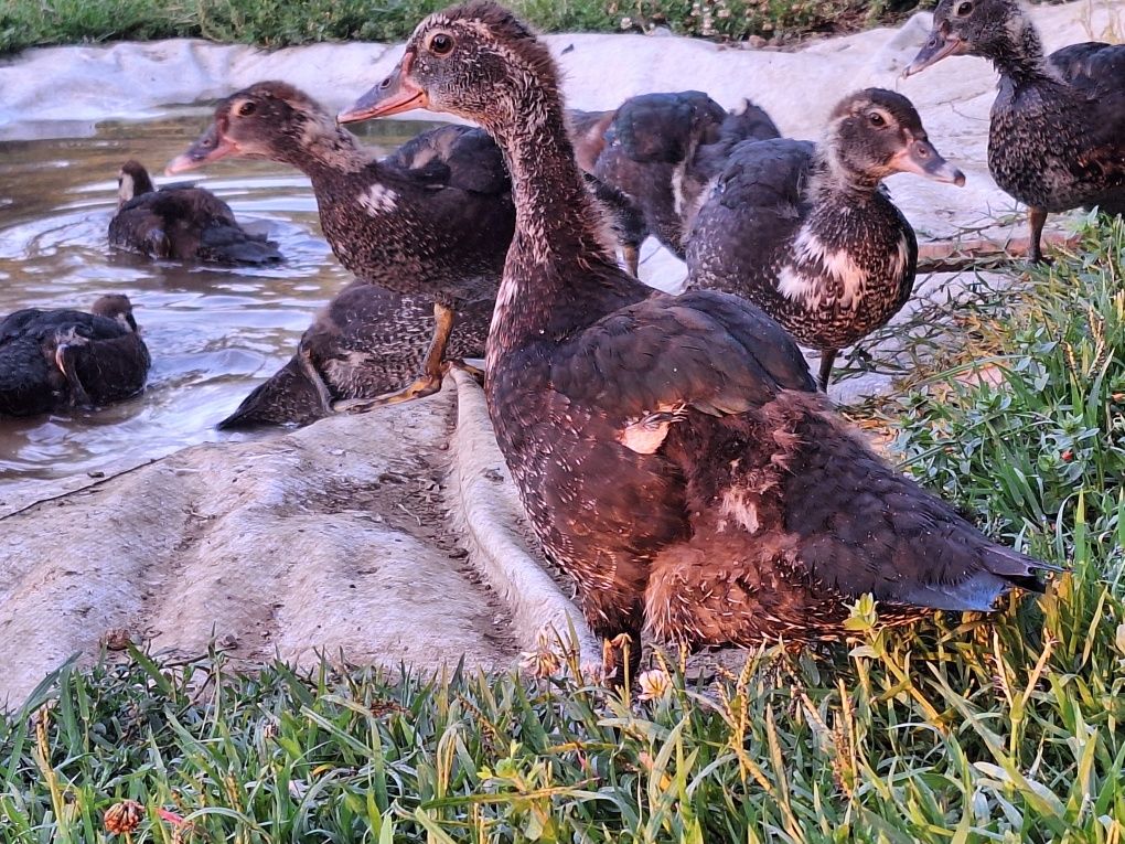 Patos mudos novos
