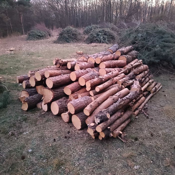 Drzewo na opał Sosna
