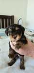 Yorkshire Terrier cudny czekoladowy