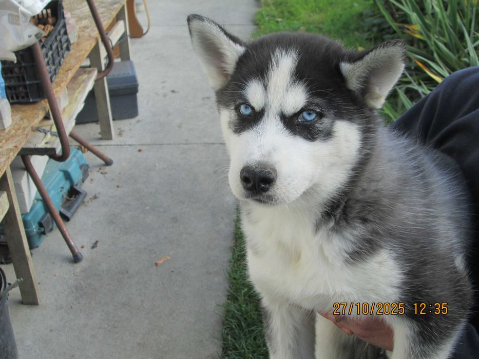 Sprzedam szczeniaka husky