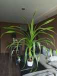 Pandan kolczasty, zdrowy, duży, około 200cm wysokość i 200cm szerokość