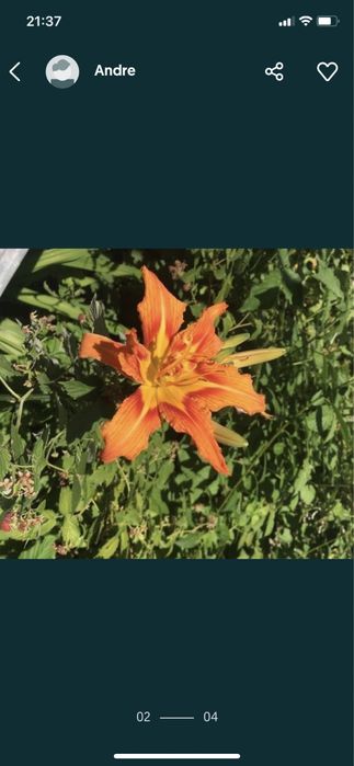 Чай инжирный. Лилейник, морозник