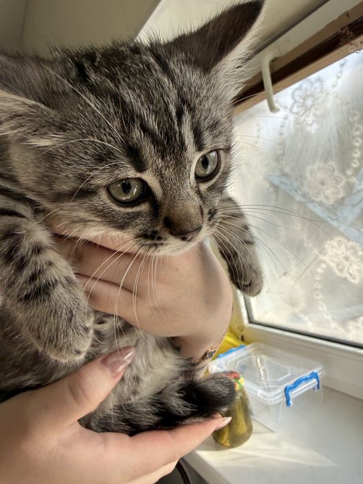 Продам котят Бенгалов