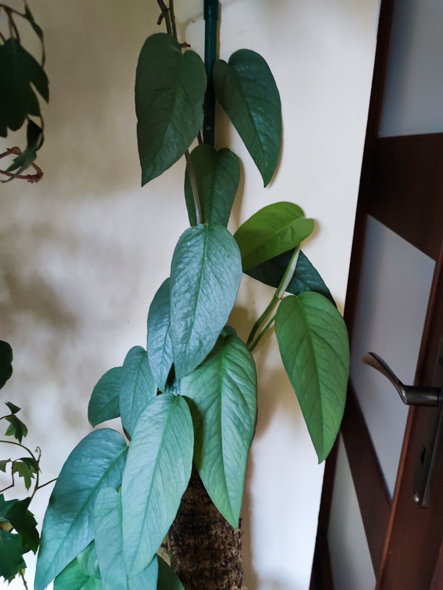 Epipremnum cebu blue sadzonki cięte.