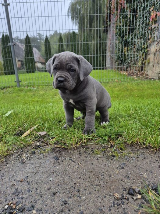 Niebieski Szczeniak Cane Corso szczeniaczek mocni rodzice, rodowód