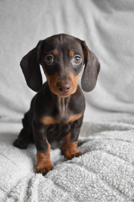 Teckel miniatura chocolate tan