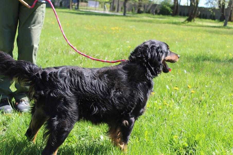 104835 Willy do adopcji