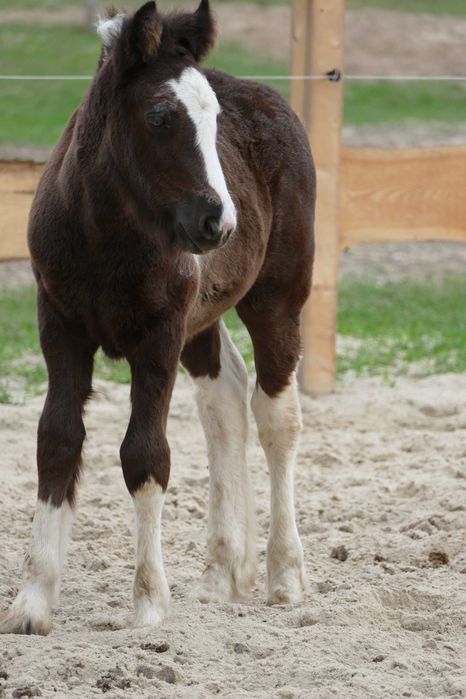Ogierek Gypsy Cob 2025 r - pełen rodowód