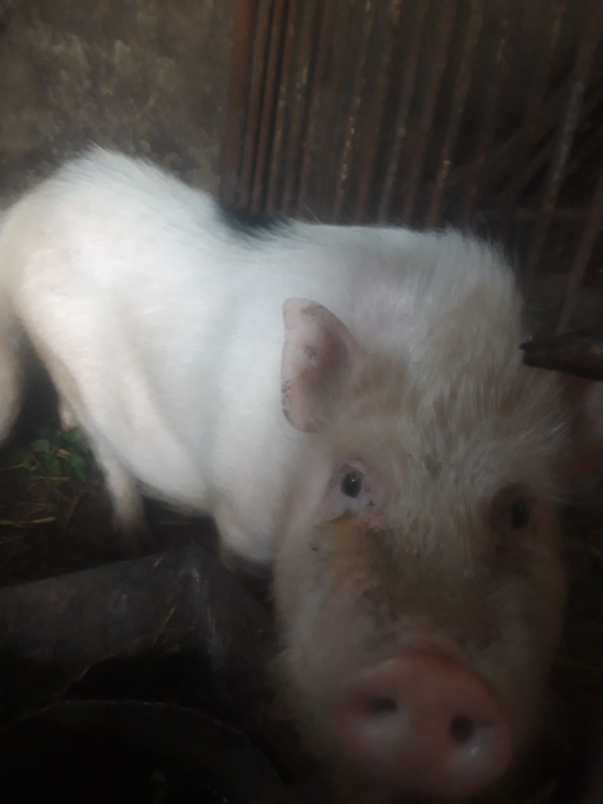Продам свині вьєтнамські