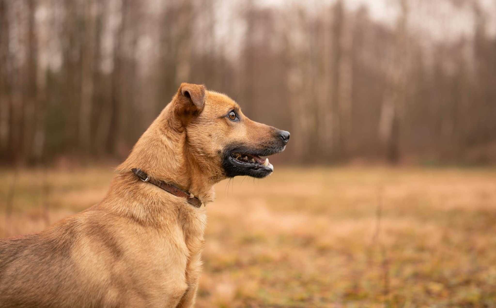 SYLWESTER przesympatyczny, ułożony pies szuka swojej rodzinki 2l. 18kg