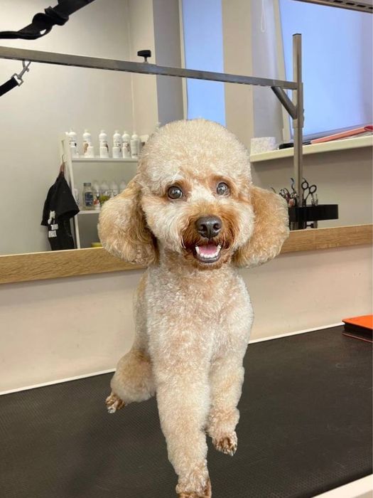 Стрижка собак мелких и средних пород