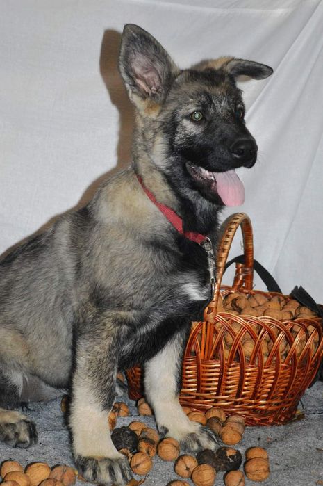 Замечательные породные ВЕО от выставочных родителей.