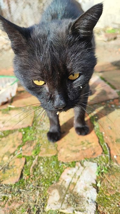 Котик шукає домівку