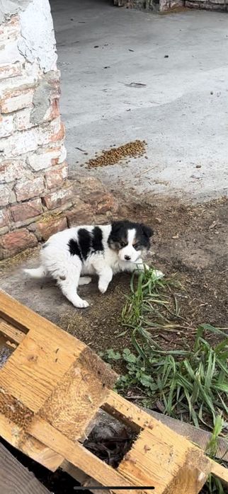 Віддам безкоштовно в добрі руки