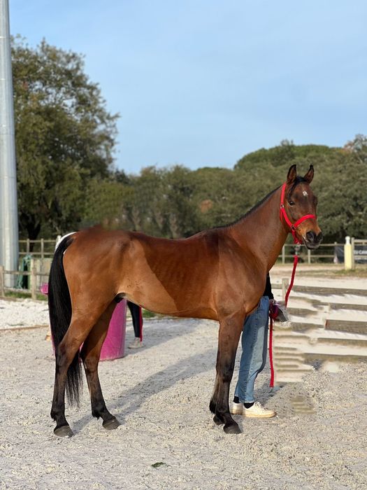 Vendo Cavalo PSA, 11 anos, castrado, 1.56 castanho