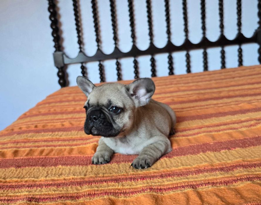 Bulldog francês exotico