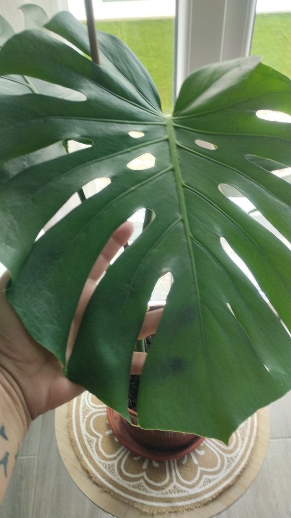 Monteras deliciosa