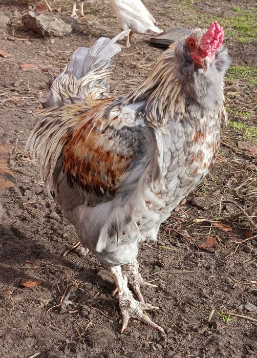 Kogut araukana, kogut gołoszyjka