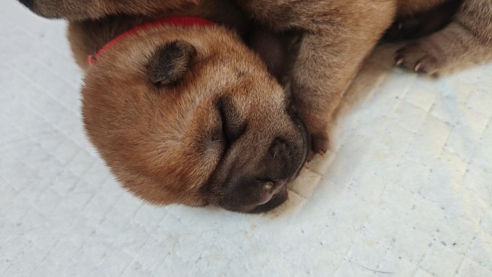 Szczenię ,pies Shar Pei