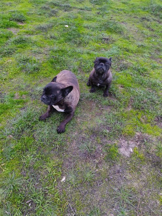 2 Bulldog Francês M , F .