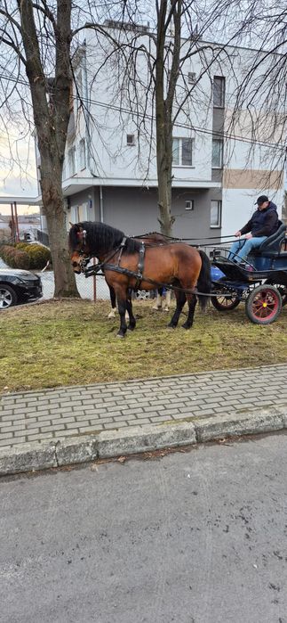 Ogier huculski LIKO ( POLAN) licencja