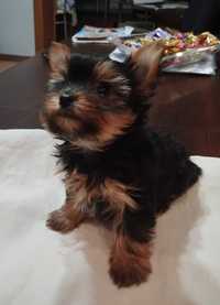 Sprzedam Yorkshire terrier York