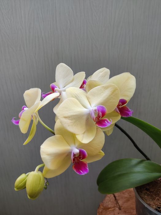 Орхідея Miraflore домашня відквітла,Епідендрум червоний.