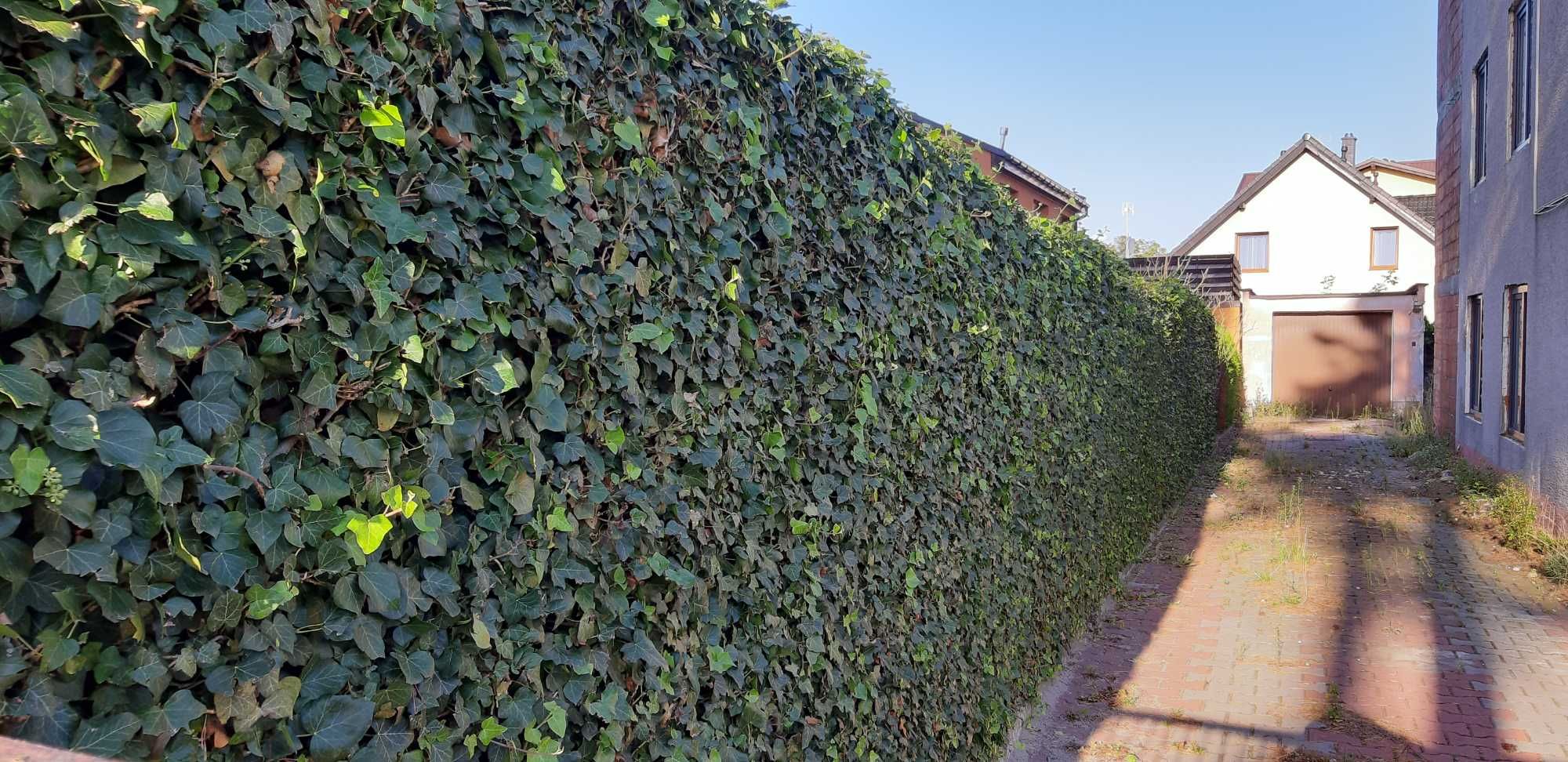 Bluszcz pospolity hedera helix na mur siatkę skarpę