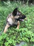 Zoran cudowny szczeniak do adopcji