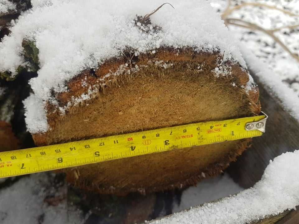 LIPA, drzewo lipowe, drewno na rzeźby, klocki, kłody