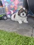 Piesek szczeniak tricolor shih tzu