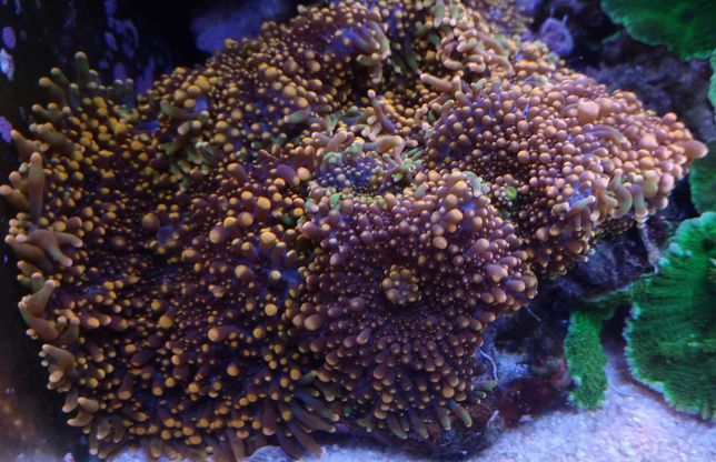 Ricordea yuma - Koralowiec morski