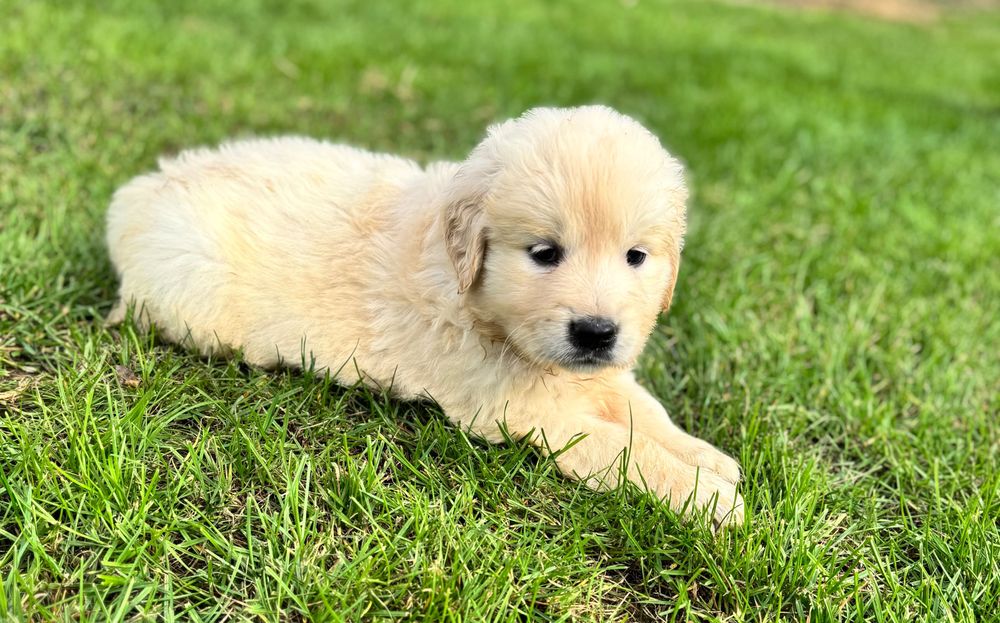 Golden retriever